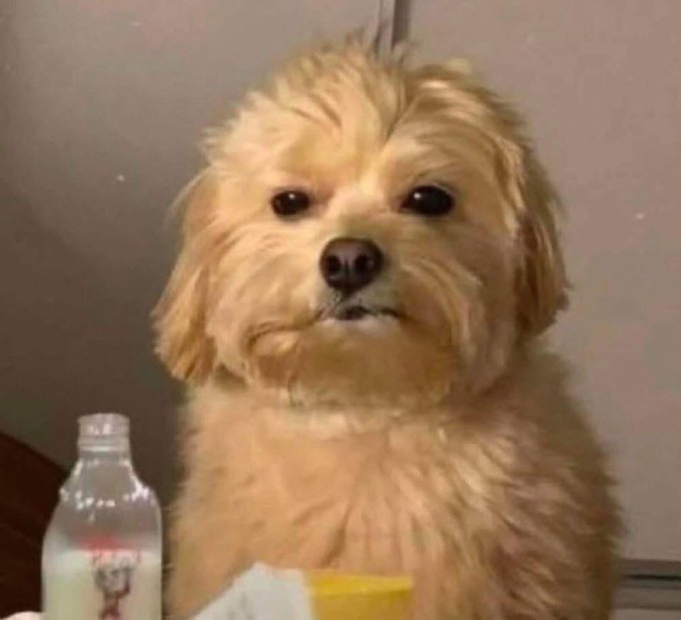 Dogs Memes — banner