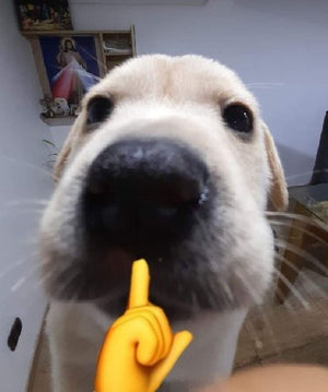 Dogs Memes — avatar
